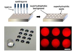 RTEmagicC SH SL Lipid patterning